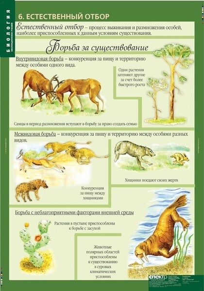 Естественный отбор презентация 11 класс по биологии