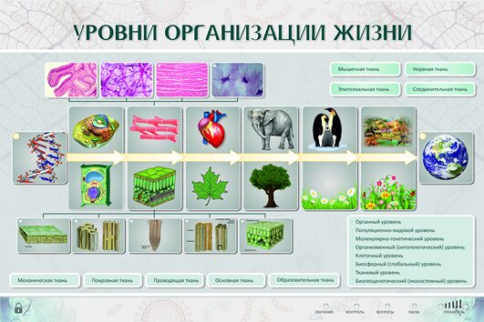 Уровни организации организмов 6 класс биология. Уровни организации жизни. Уровни организации жизни картинки. Чебно-наглядное пособие "уровни организации живого" 0,6x0,9 м.