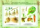 Плакаты "Вредители и болезни овощных, бахчевых культур и картофеля" (22 шт.)
