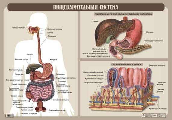 Стенд-планшет электрифицированный "Пищеварительная система" с макетными образцами