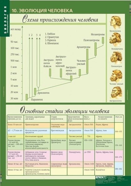 Биология 10 класс в схемах и таблицах