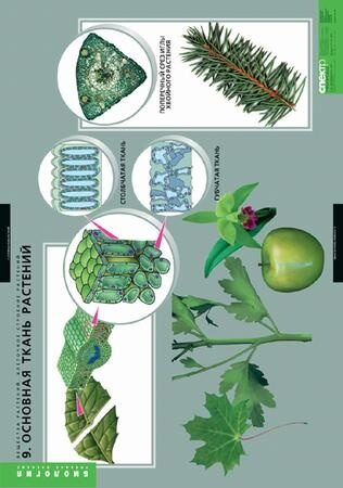 Таблицы "Вещества растений. Клеточное строение", 12 шт.