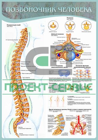 Плакат позвоночник и болезни медицинский фото