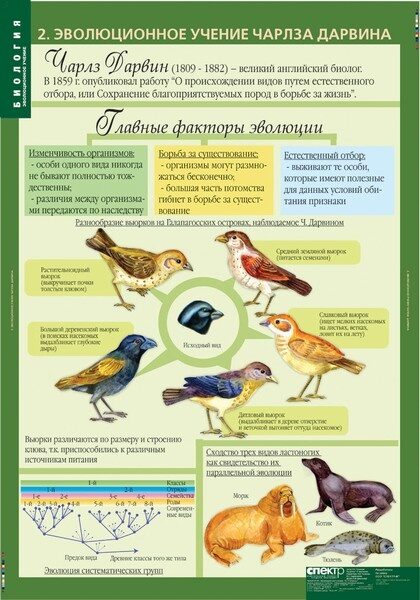 Эволюция биология 11 класс. Учебные плакаты по биологии. Учебные таблицы по биологии. Плакаты по общей биологии. Комплект плакатов по биологии.