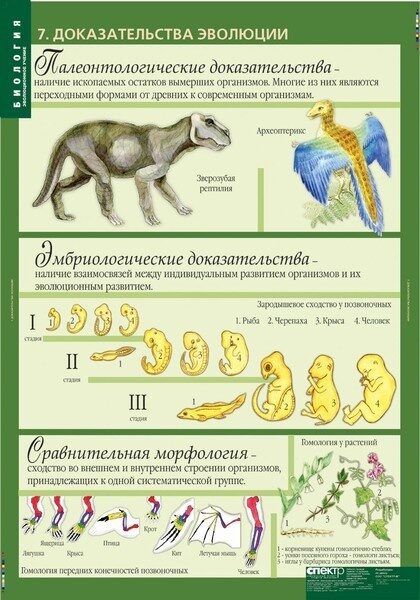 Темы презентаций по биологии 11 класс